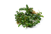 Bucephalandra Aurora Bucephalandra - Buce Plant