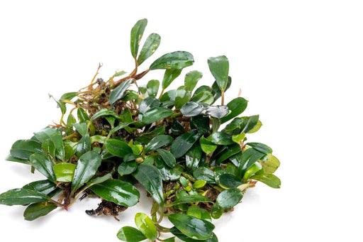 Bucephalandra Black Tears