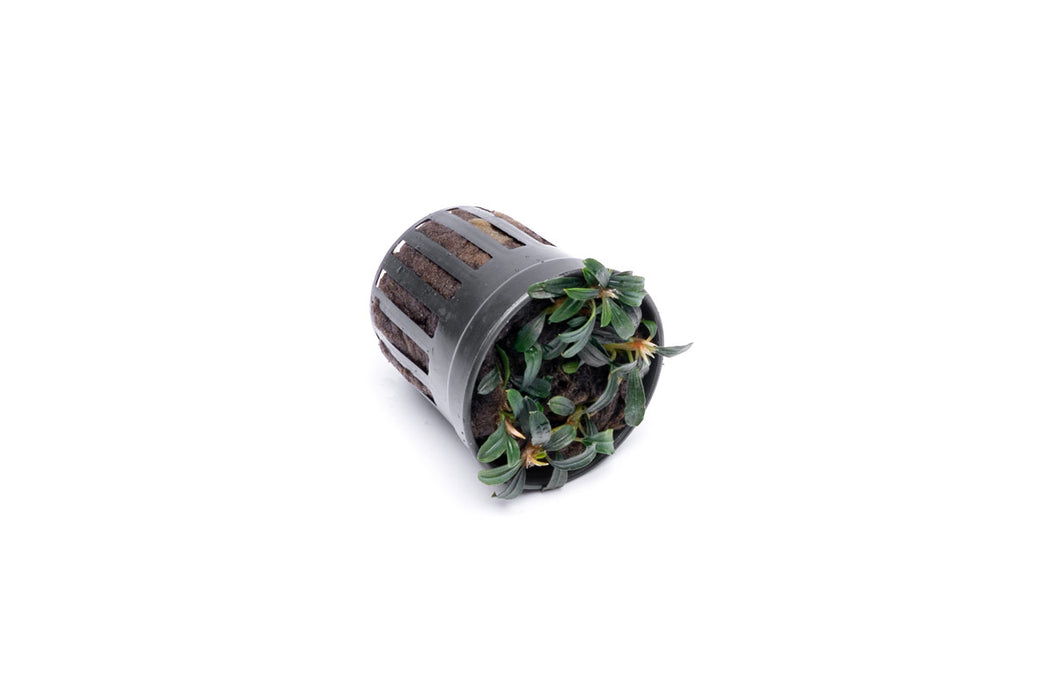 Bucephalandra Boyan Mini Narrow