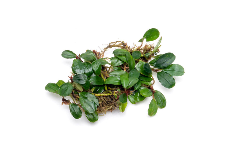 Bucephalandra Brownie Athena Bucephalandra - Buce Plant