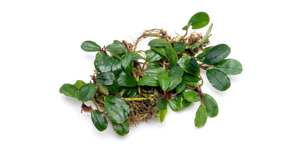 Bucephalandra Brownie Athena Aquarium Plant — Buce Plant