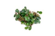 Bucephalandra Brownie Athena Bucephalandra - Buce Plant