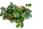 Bucephalandra Brownie Athena Bucephalandra - Buce Plant