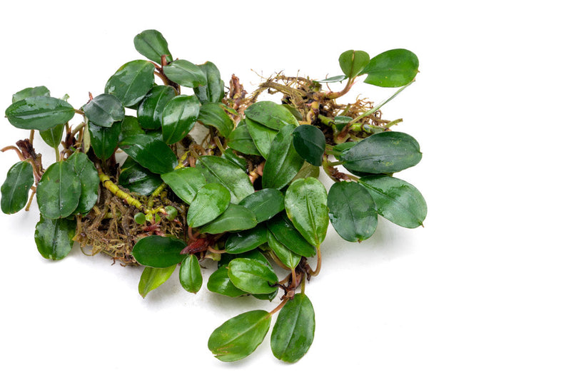 Bucephalandra Brownie Athena Bucephalandra - Buce Plant