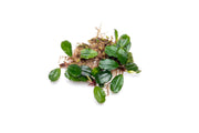 Bucephalandra Brownie Athena Bucephalandra - Buce Plant