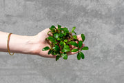 Team Buce Plant Starter Pack Bucephalandra - Buce Plant