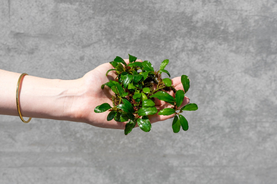 Bucephalandra Brownie Athena