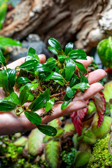 Bucephalandra Brownie Athena