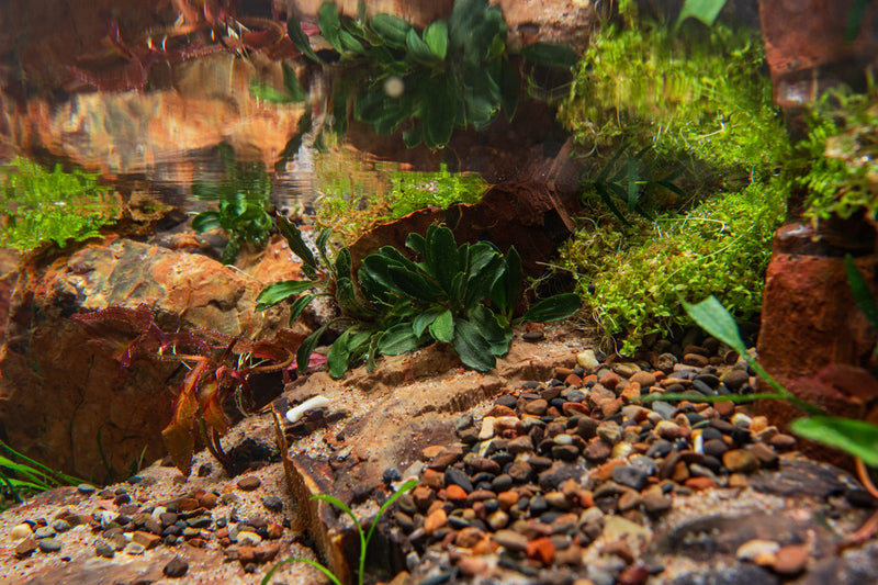 Bucephalandra Brownie Blue Pot Aquatic Plant - Buce Plant