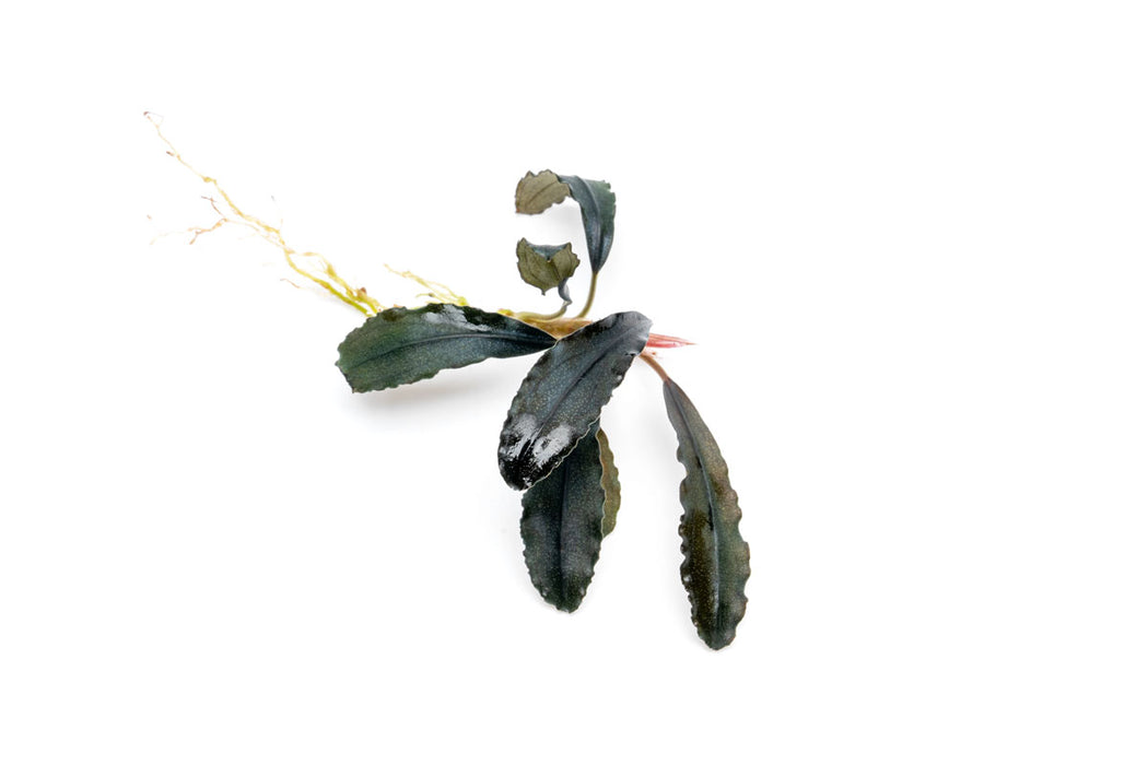 Bucephalandra Brownie Ghost