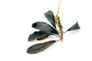 Bucephalandra Brownie Ghost