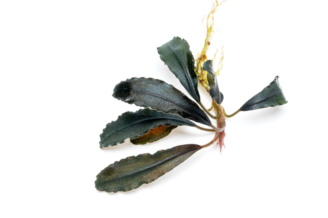 Bucephalandra Brownie Ghost