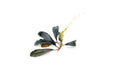 Bucephalandra Brownie Ghost