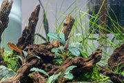 Bucephalandra Brownie Ghost