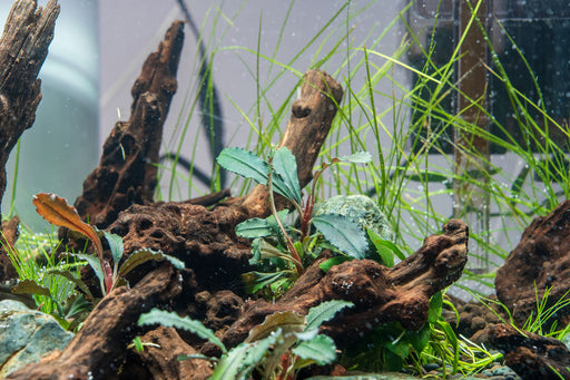 Bucephalandra Brownie Ghost