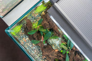 Bucephalandra Brownie Ghost