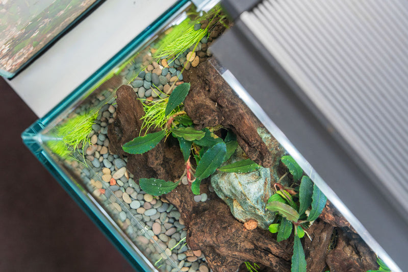 Bucephalandra Brownie Ghost