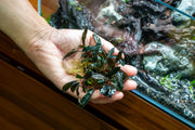 Bucephalandra Brownie Ghost