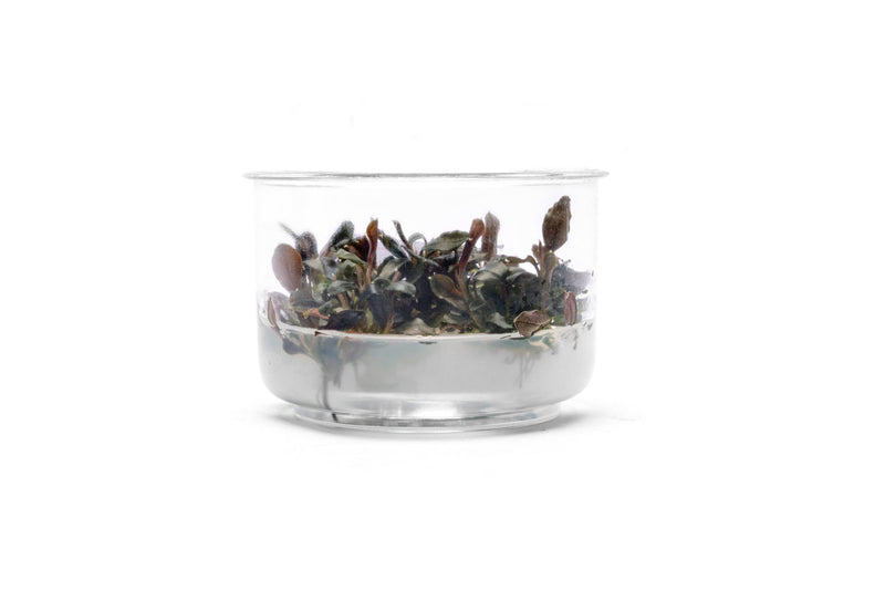 Bucephalandra Brownie Ghost UNS Tissue Culture Aquatic Plant - Buce Plant