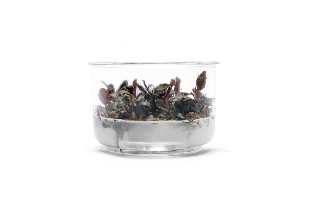 Bucephalandra Brownie Ghost UNS Tissue Culture