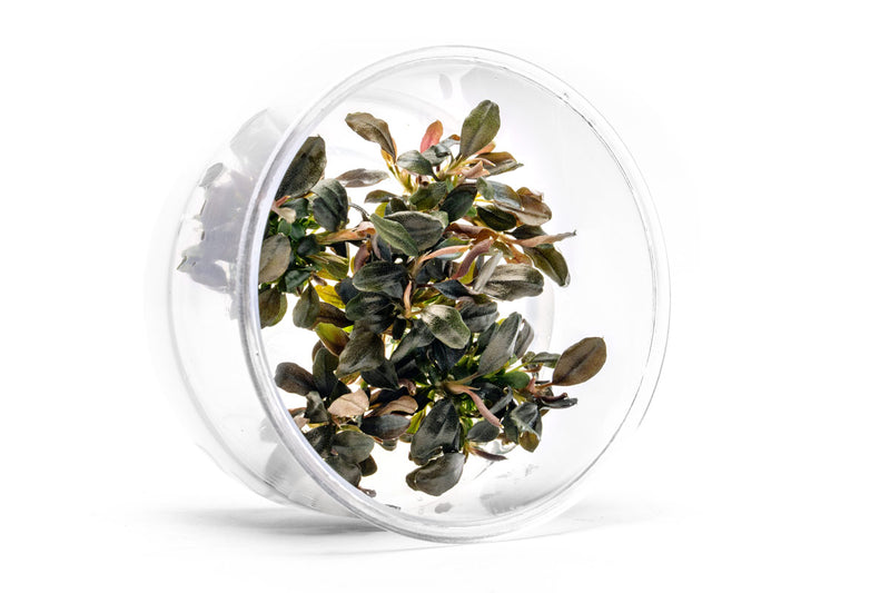 Bucephalandra Brownie Ghost UNS Tissue Culture Aquatic Plant - Buce Plant
