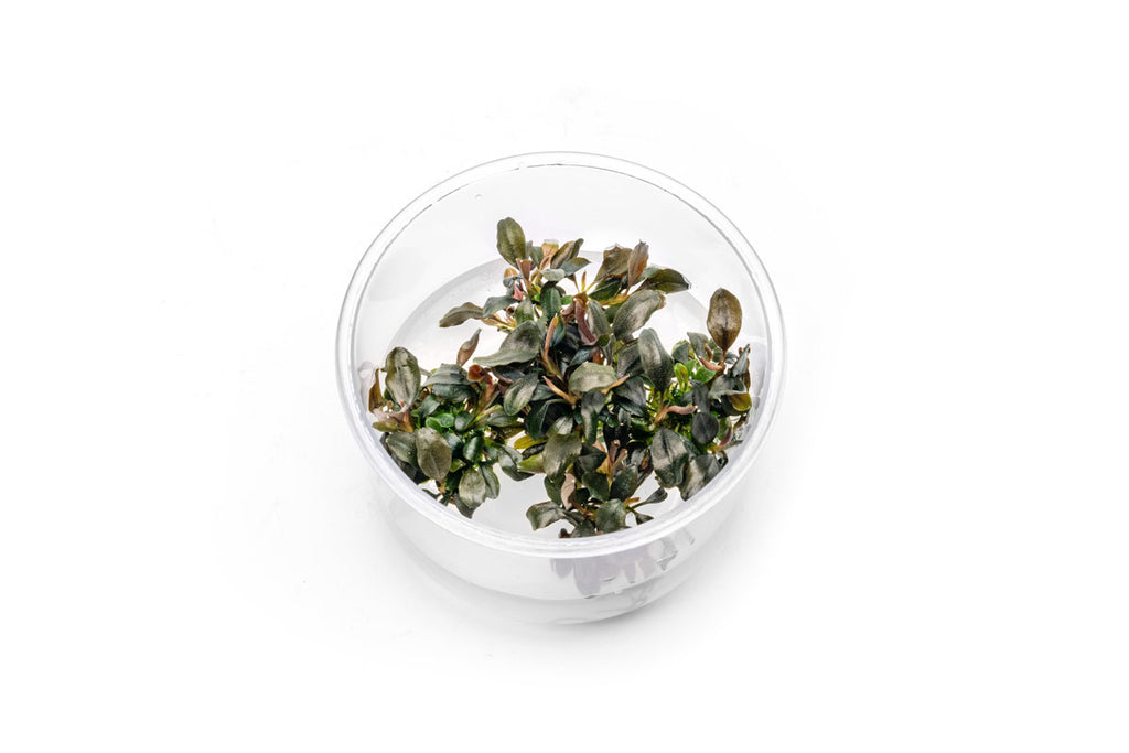 Bucephalandra Brownie Ghost UNS Tissue Culture — Buce Plant