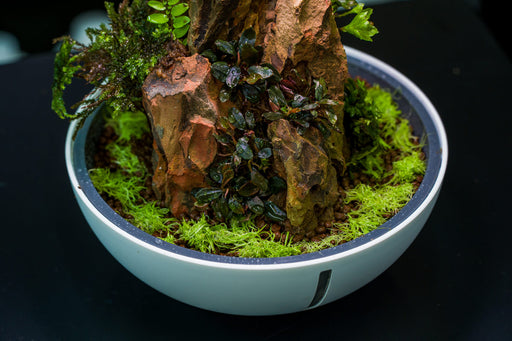 Bucephalandra Brownie Ghost UNS Tissue Culture