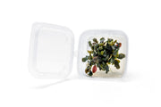 Bucephalandra Brownie Ghost UNS Tissue Culture - Small Cup Aquatic Plant - Buce Plant
