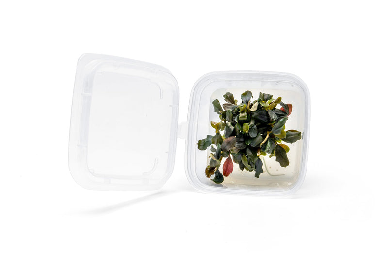 Bucephalandra Brownie Ghost UNS Tissue Culture - Small Cup Aquatic Plant - Buce Plant