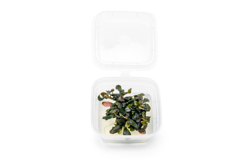 Bucephalandra Brownie Ghost UNS Tissue Culture - Small Cup Aquatic Plant - Buce Plant