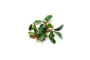 Bucephalandra Brownie Jade Bucephalandra - Buce Plant