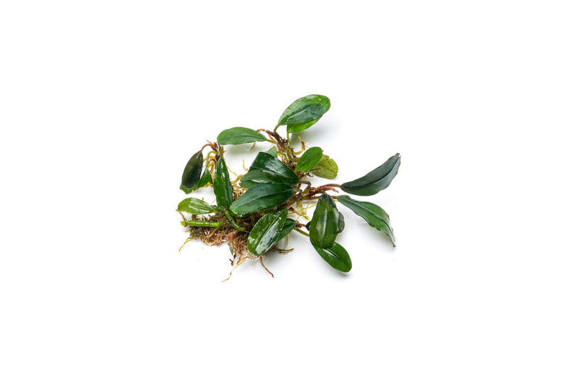 Bucephalandra Brownie Jade Bucephalandra - Buce Plant