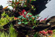 Bucephalandra Brownie Jade Bucephalandra - Buce Plant