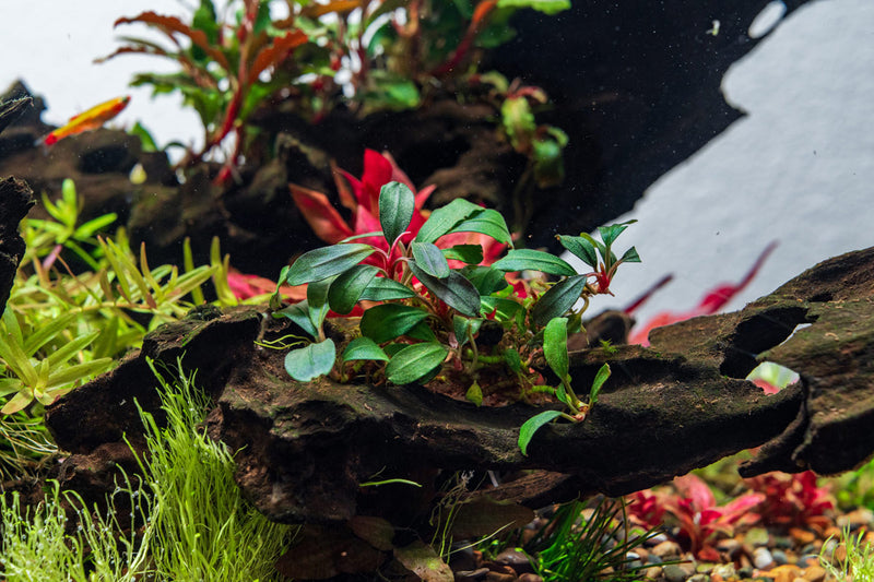Bucephalandra Brownie Jade Bucephalandra - Buce Plant