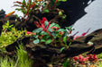 Healthy Bucephalandra Brownie Jade plant with lush green and brown leaves, showcasing its unique foliage and vibrant colors.