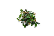 Bucephalandra Brownie Jade Bucephalandra - Buce Plant