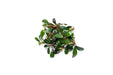 Healthy Bucephalandra Brownie Jade aquatic plant with vibrant green and brown leaves, ideal for freshwater aquariums.