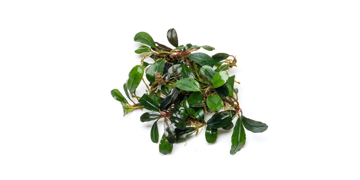Bucephalandra Brownie Jade - Aquascaping Plant