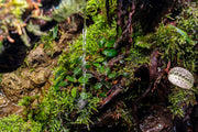 Bucephalandra Brownie Jade Bucephalandra - Buce Plant