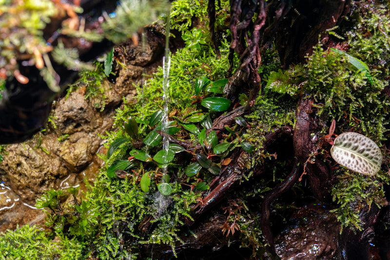 Bucephalandra Brownie Jade Bucephalandra - Buce Plant