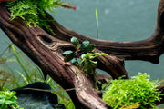 Bucephalandra Brownie Kapuas