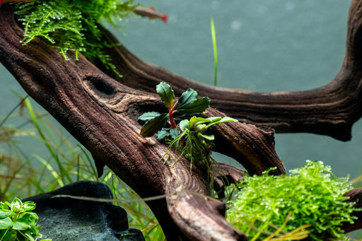 Bucephalandra Brownie Kapuas