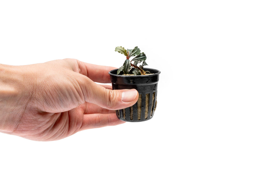 Bucephalandra Brownie Kapuas