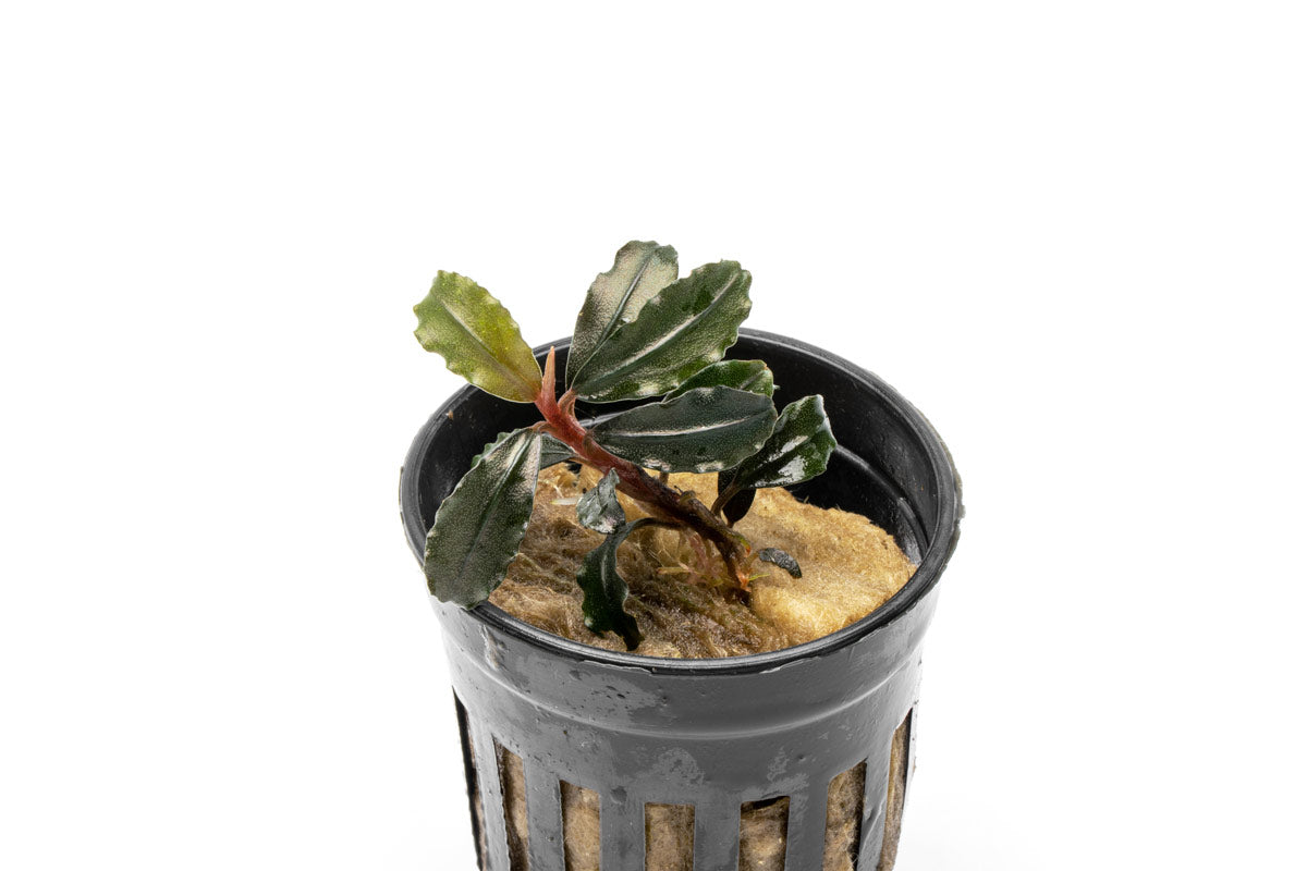 Bucephalandra Brownie Kapuas - Buce Plant