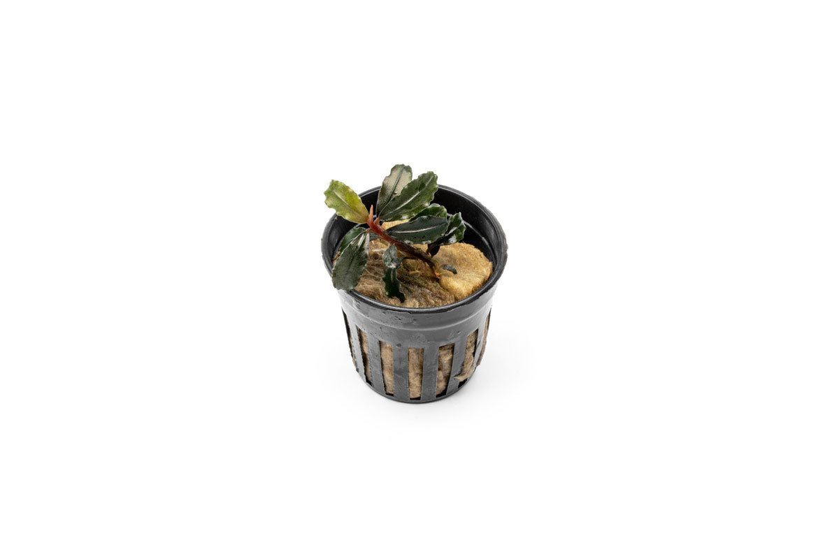 Bucephalandra Brownie Kapuas - Buce Plant