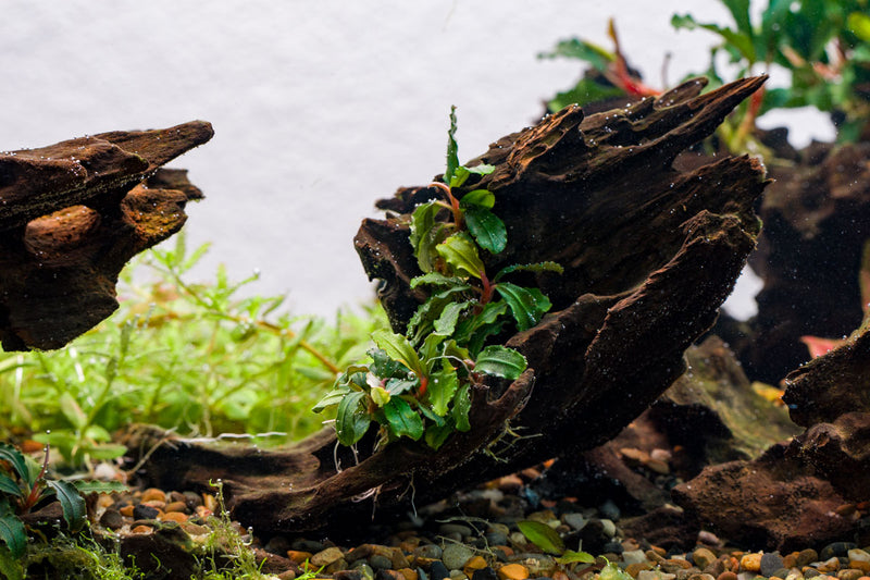 Bucephalandra Brownie Kapuas