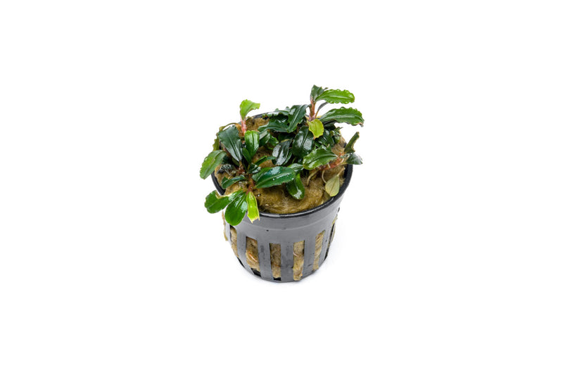 Bucephalandra Brownie Kapuas