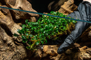 Bucephalandra Brownie Phantom Bucephalandra - Buce Plant