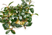 Bucephalandra Brownie Phoenix Bucephalandra - Buce Plant