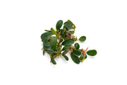 Bucephalandra Brownie Phoenix Bucephalandra - Buce Plant